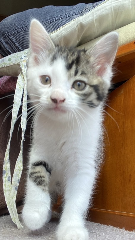 動物好きな人集まれー