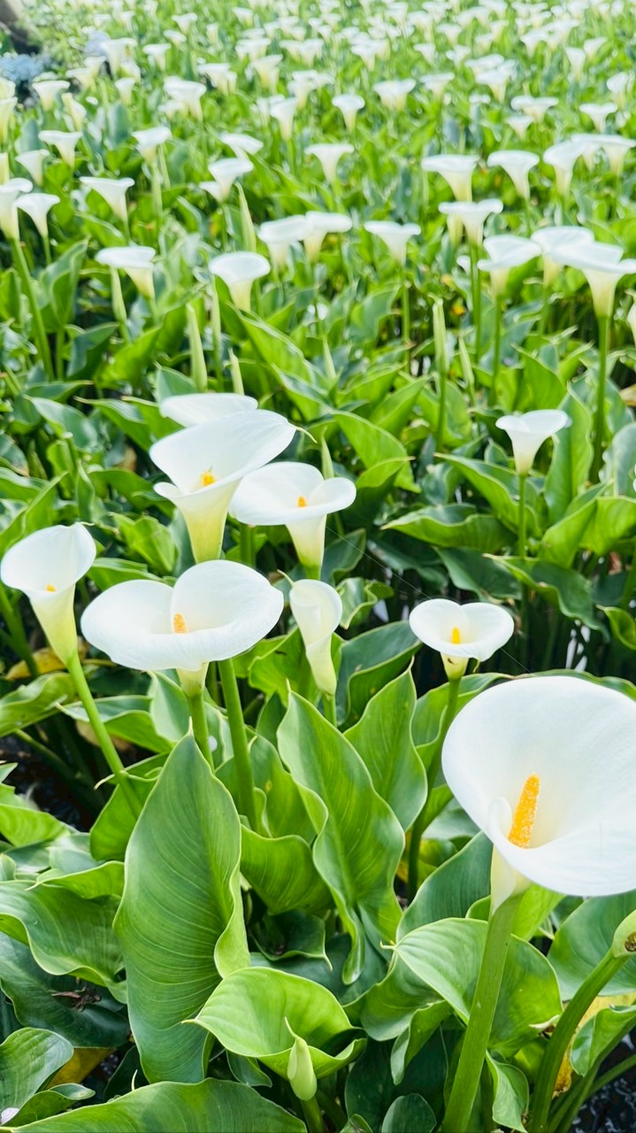 陳小慈