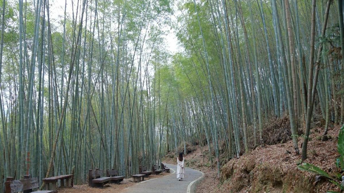 嘉義最消暑玩法！２大瀑布祕境＋10條森林步道：阿里山五星級步道、嵐山竹林