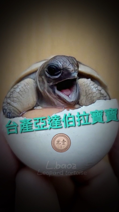 陸龜轉運站