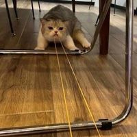 貓咪