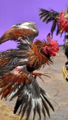 อุปกรณ์ไก่ชน/ยาไก่ชน ราคาถูกby.ดรีมมี่