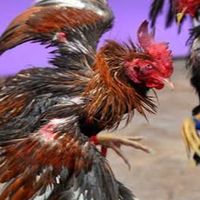 อุปกรณ์ไก่ชน/ยาไก่ชน ราคาถูกby.ดรีมมี่