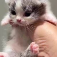 ✈進口品種貓貓🐾