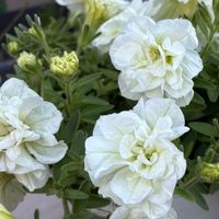 🌿50代以上60代70代大人の雑談🌿