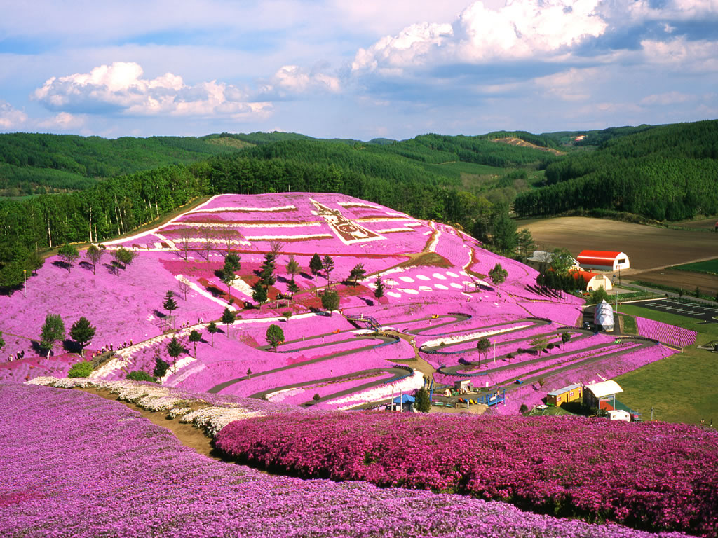 東藻琴芝櫻祭１