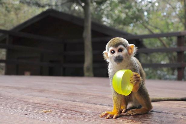 クスッと笑えて癒される 休園中の長崎バイオパークから動物たちの日常をウォッチング