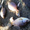関西　ガサガサと釣りの集まり
