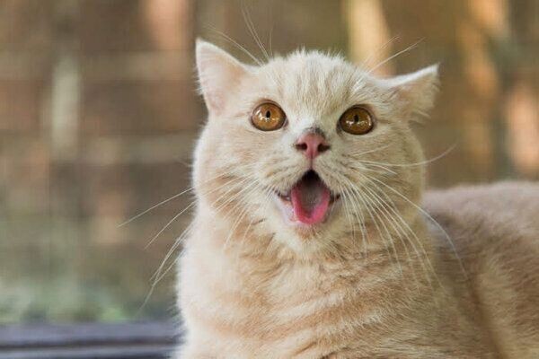 体験談 猫の 誤飲誤食エピソード がこわい ねこのきもちnews