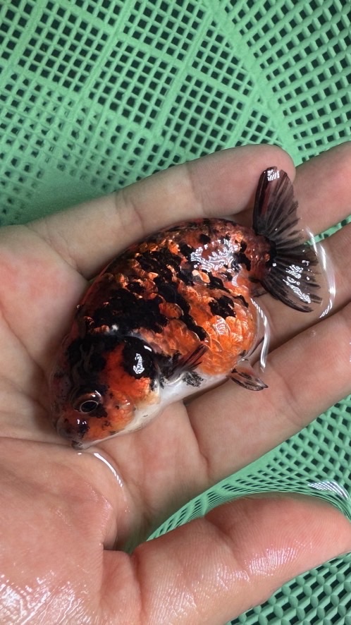 CHILANDGOLDFISH🐠