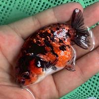 CHILANDGOLDFISH🐠