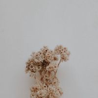 豹嫂團購群