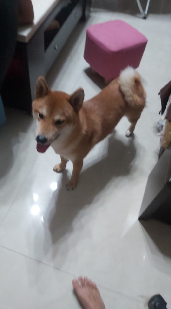 柴犬