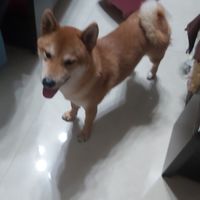 柴犬