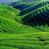 台灣茶農展銷區