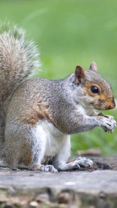 松鼠之家🐿️