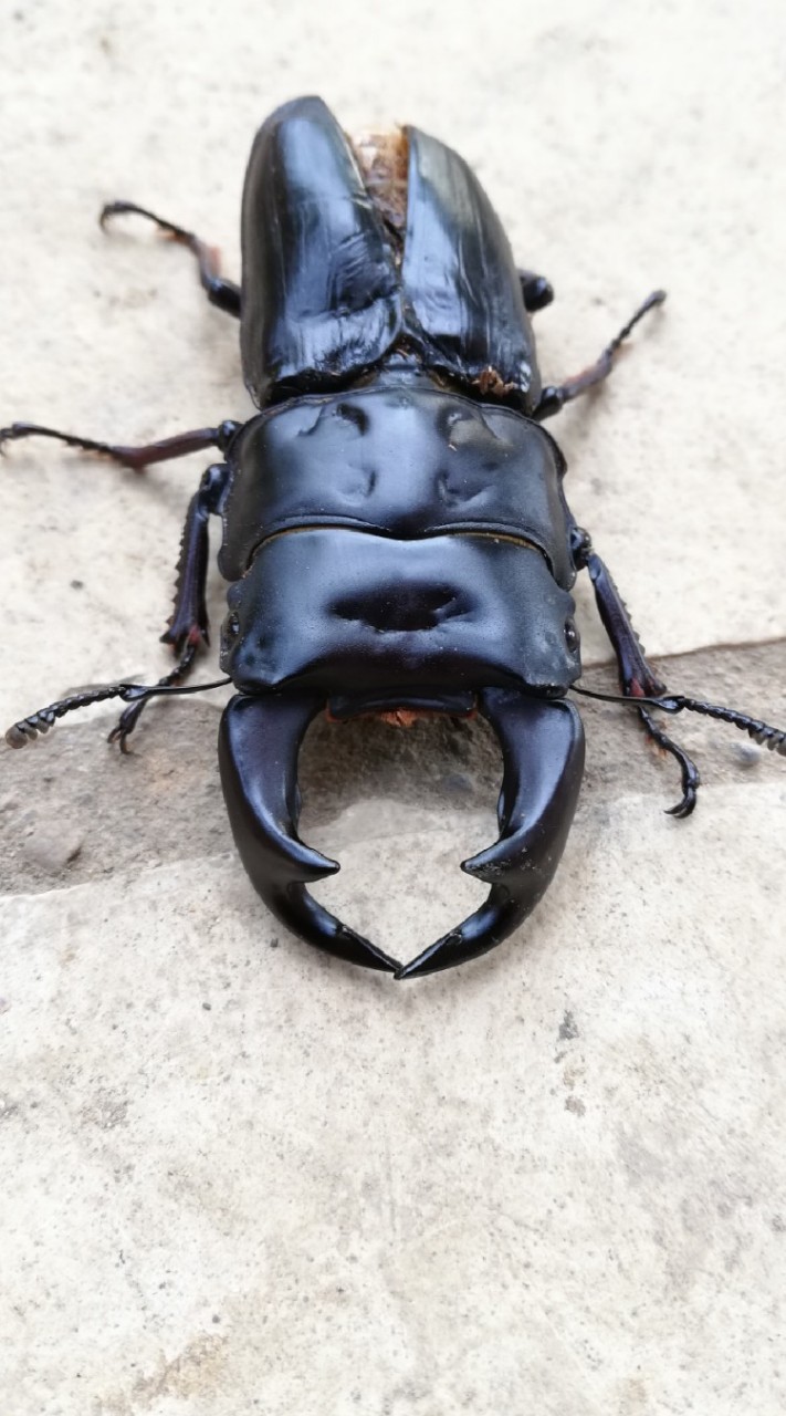 クワガタ・カブト虫好きあつまれ！のオープンチャット