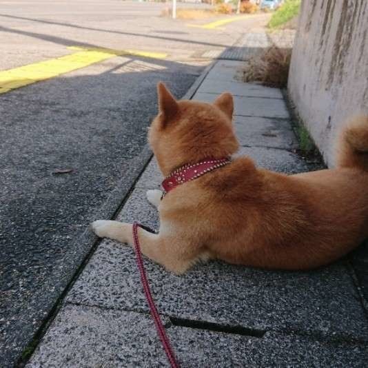 梅雨から夏場のお散歩時の注意ポイントは