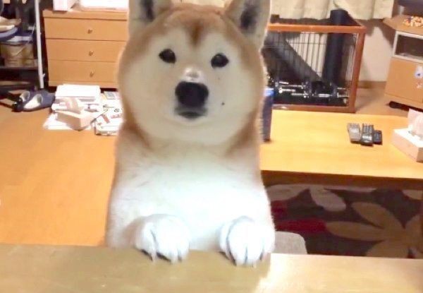 サンドウィッチをガン見する柴犬 狙ってみるも 食欲より勝るものが 笑