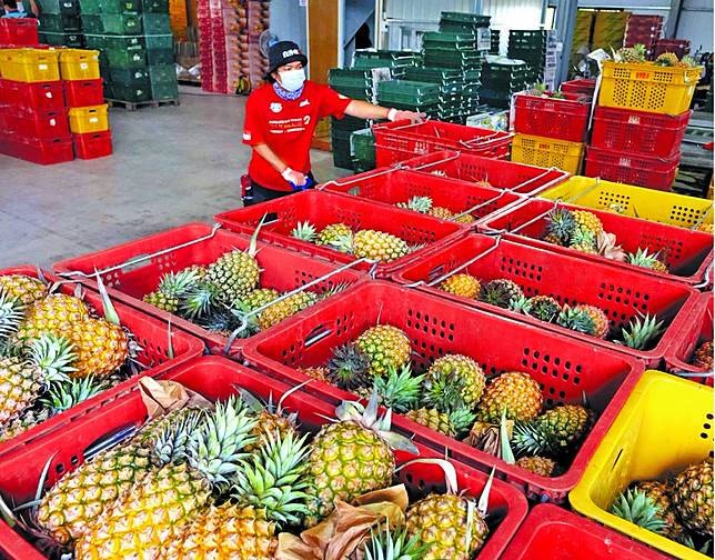 瞎扯蟲害中國突禁台灣鳳梨重創9成外銷蔡英文 挺農民一起吃鳳梨 蘋果新聞網 Line Today