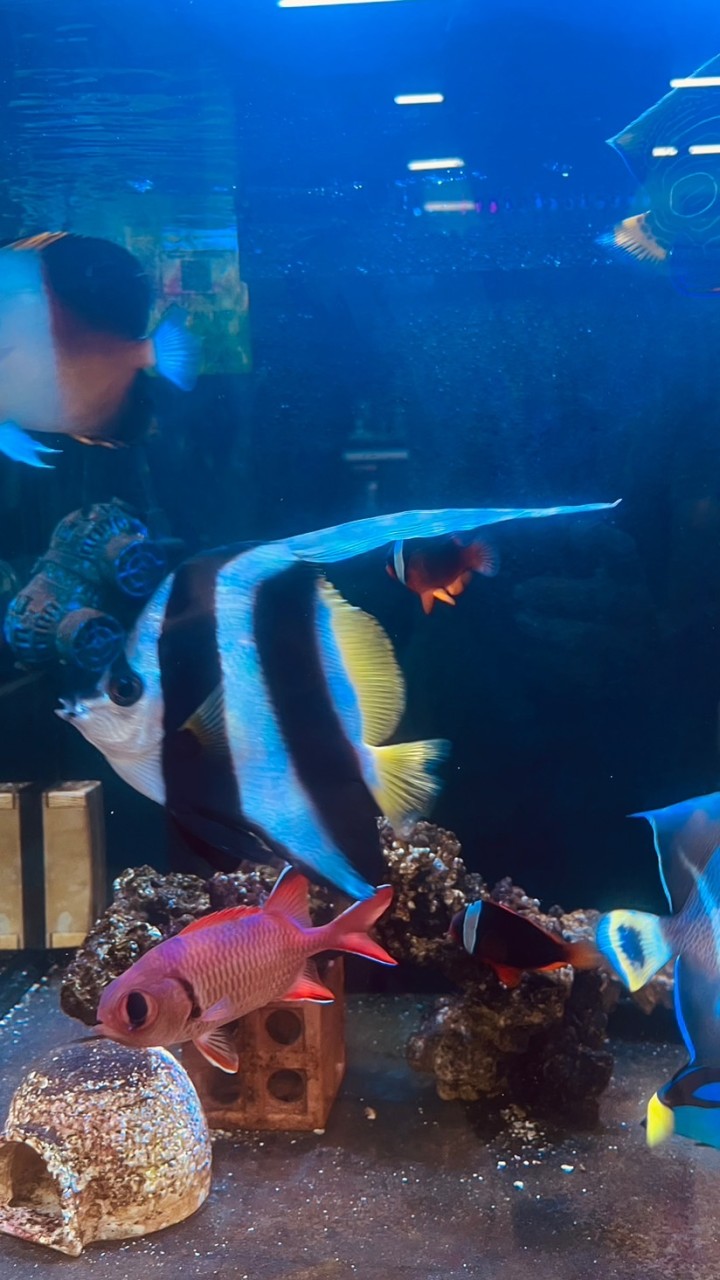 就是要養魚（澄泰）