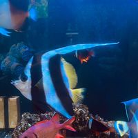 就是要養魚（澄泰）