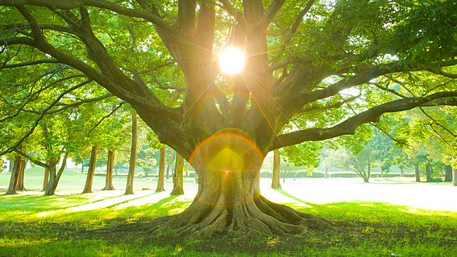 .เปิดตำราทำนาย ฝันเห็นต้นไม้ใหญ่ หมายความว่าอย่างไร พร้อมเลขเด็ด.