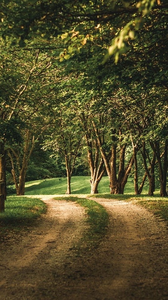 心願森林🌳Wish Forest