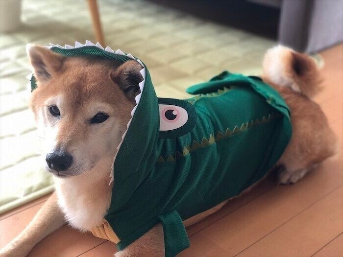 食べられてる どんな角度も可愛い柴犬マロたん 食べられたまま寝ちゃった いぬのきもちnews