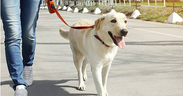 心臟病患養狗　死亡風險降低24％