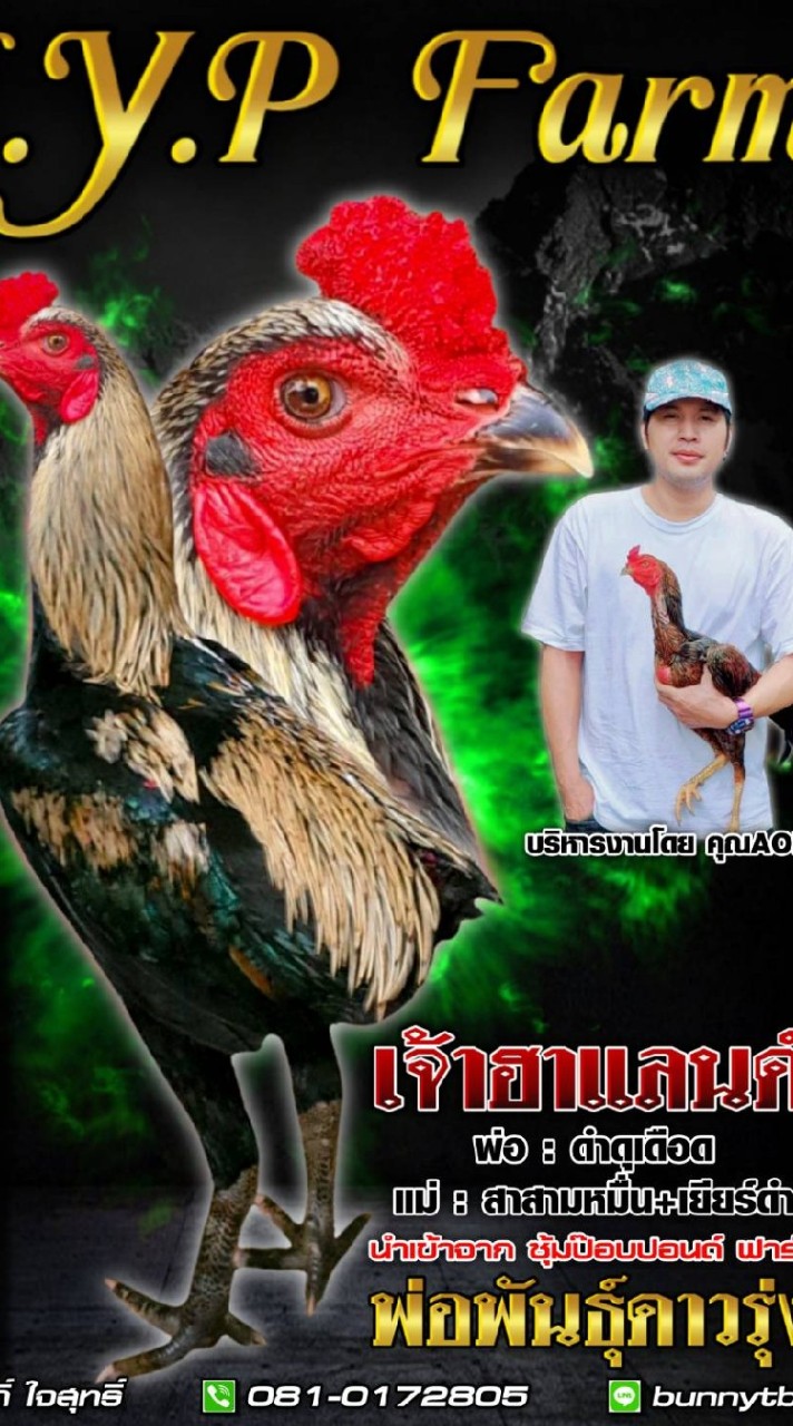 A.Y.P FARM ไก่ชน