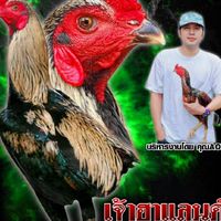 A.Y.P FARM ไก่ชน