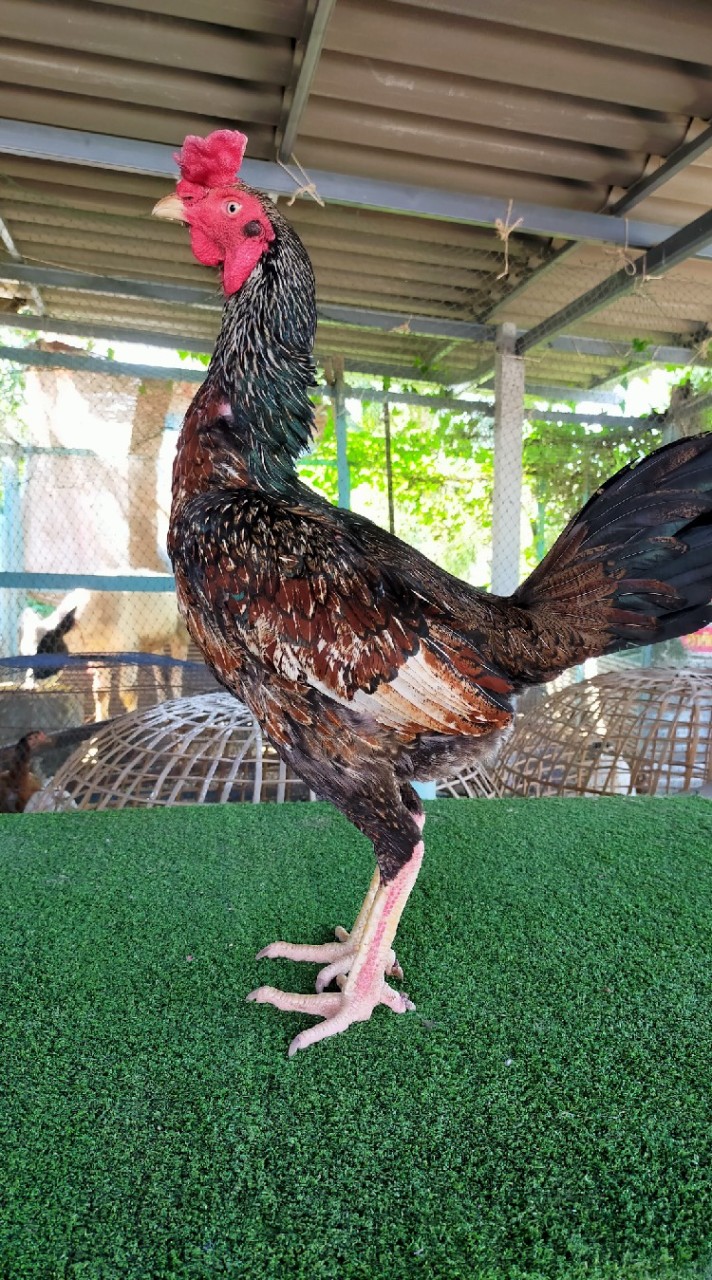 ซุ้ม  ป.ปณิดา ราชบุรี  แหล่งพัฒนาสายโกเซ้ม   สายจักรินฟาร์ม