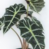 🪴観葉植物に失敗した事あるけど好きな人🪴