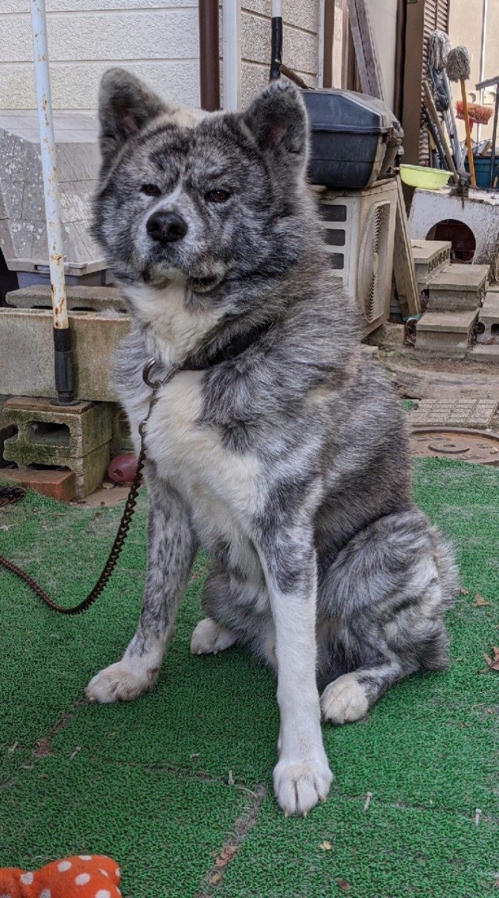 秋田犬を飼ってる人と好きな人。