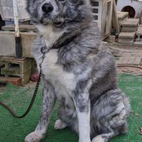 秋田犬を飼ってる人と好きな人。