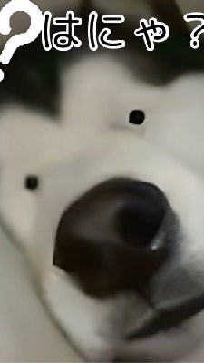 動物大好き大作戦