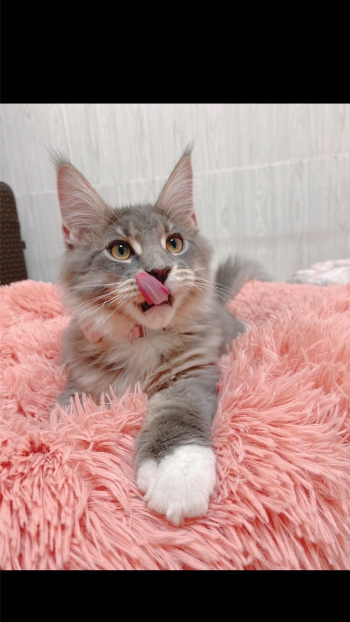 🐱寵物用批零售批發🐶
