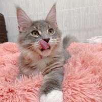 🐱寵物用批零售批發🐶