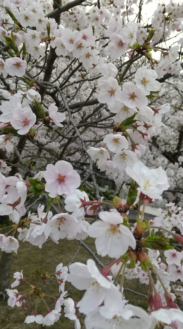 紫雲出山お花見ハイキング2025