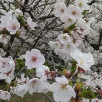 紫雲出山お花見ハイキング2025