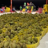 แผงคอปเตอร์ทุเรียนไทย