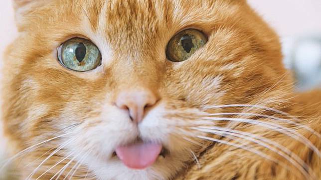 Siap Grak! Hari Kucing Sedunia, Perlu Anda Tahu 5 Inilah Fakta 