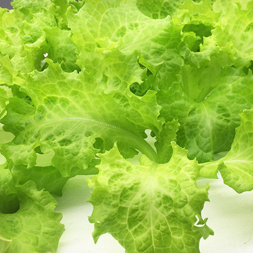 預購 【安心蔬食】水耕蔬菜-義大利生菜(150g)