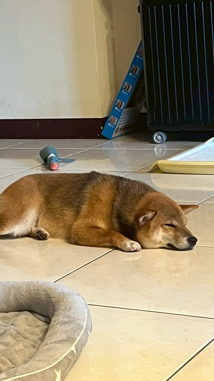 台中YoYo租屋