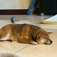 台中YoYo租屋