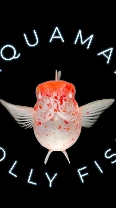Aquaman molly fish