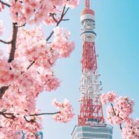 🌸購溱鮮-🇯🇵東京代購（3/25-3/29）