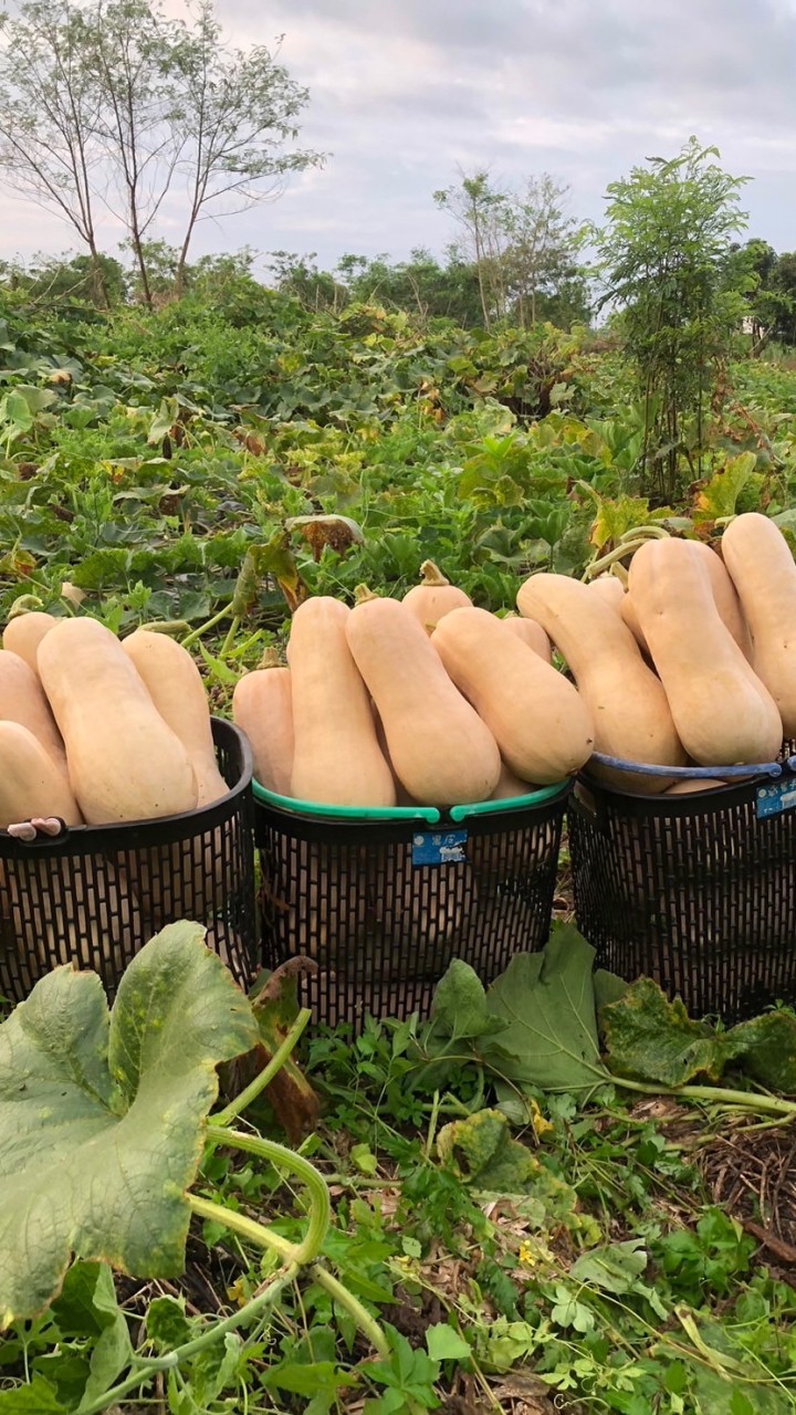 謝阿爸種的 南瓜 牛奶南瓜 奶油南瓜 產地宜蘭 南瓜料理分享