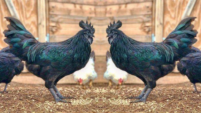 Arti Mimpi Ayam Hitam Ternyata Tak Ada Hubungannya Dengan Unsur Magis Bisa Jadi Pengingat Untuk Jangan Putus Asa Grid Id Line Today